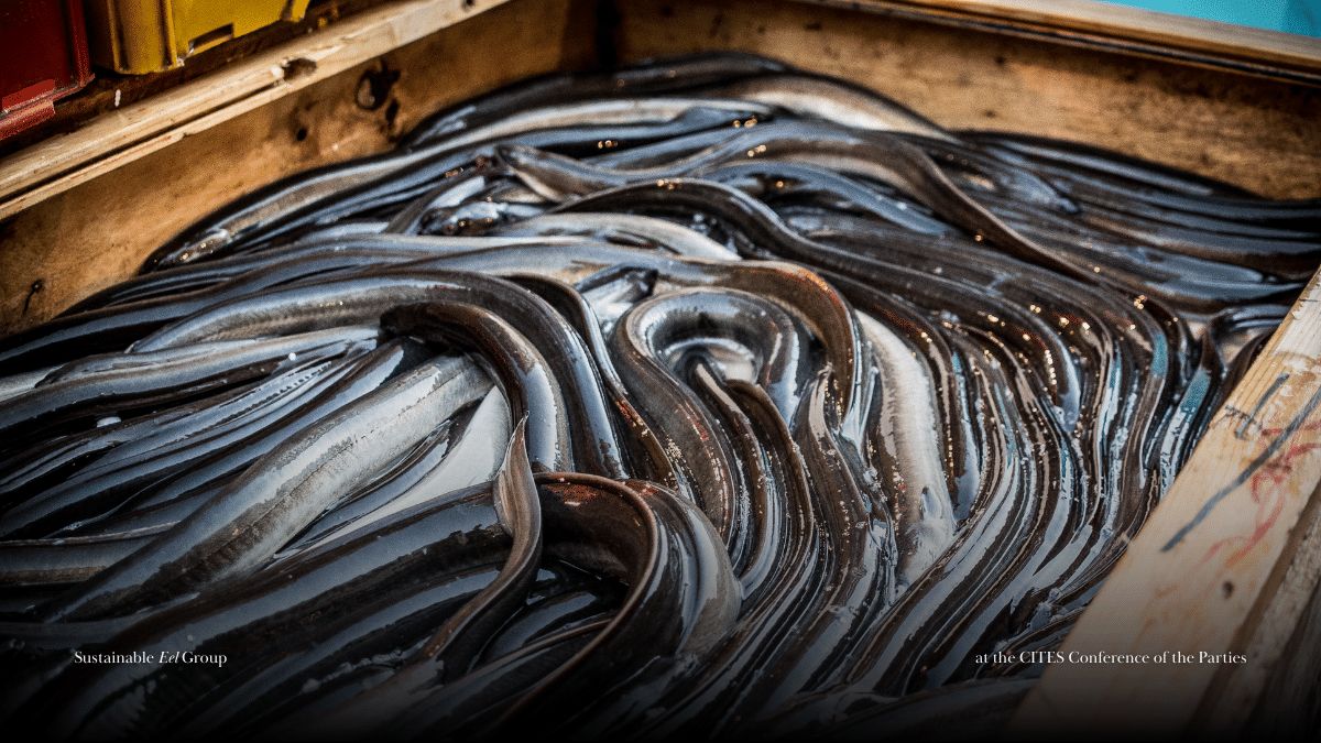 Eels in a wooden box