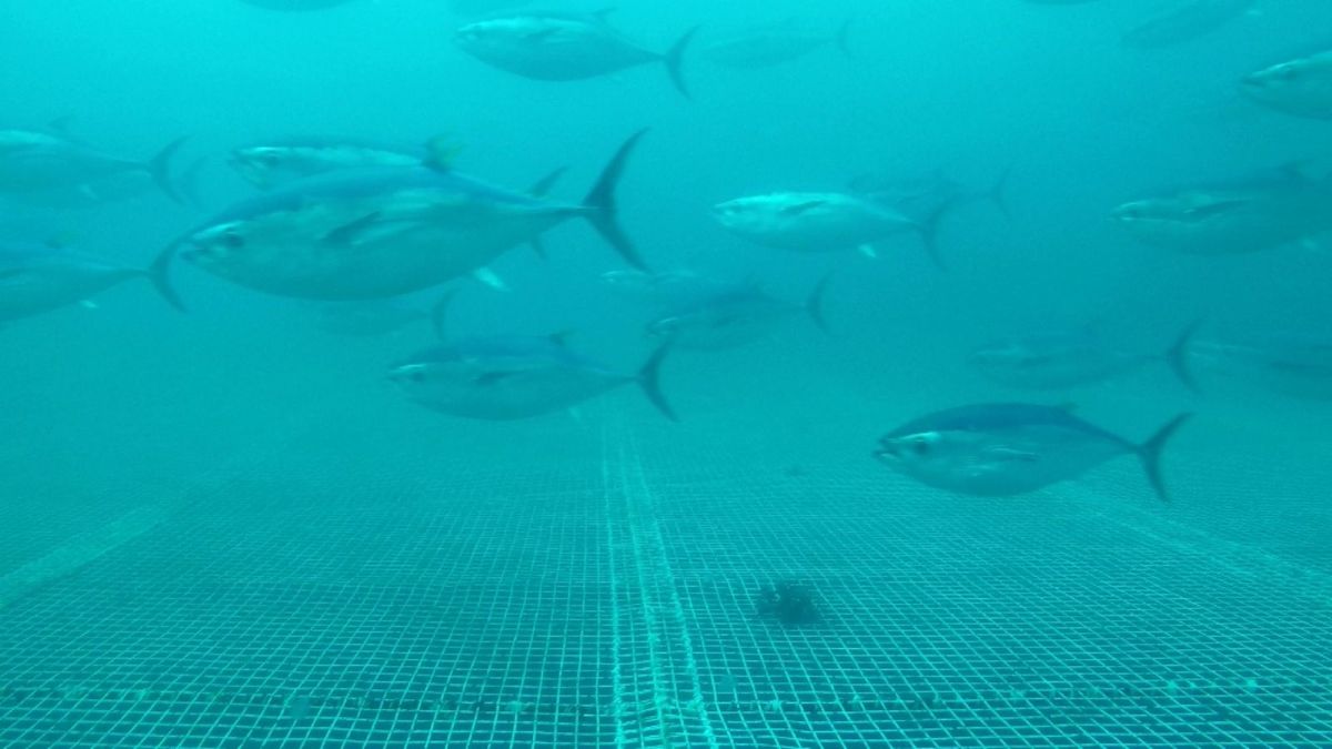 K-GRID aquaculture net