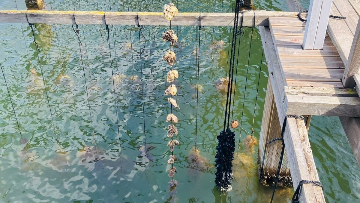 Mussels hang from ropes